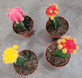 3" Cactus Grafted Color Top Assortment 